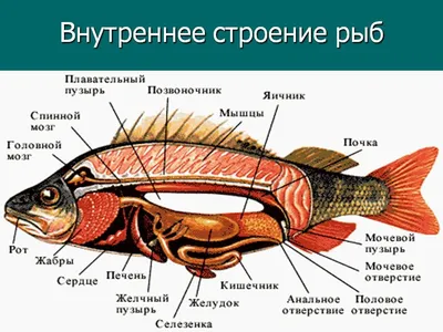 Оранда: «Злобный Мега-мозг». Что вытворила селекция с обычным карасём? |  Пикабу