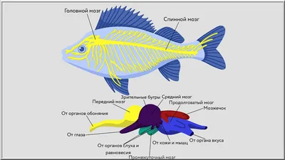 Глава 2. Особенности поведения позвоночных (до приматов)