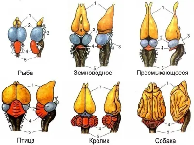 Ученые считают, что рыбы чувствуют боль