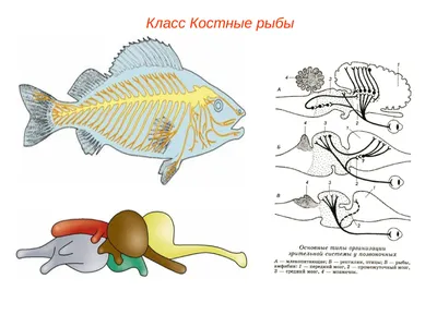 Рыба с прозрачной головой: думаешь, что это глаза, а это не так | Смысл  Слов | Дзен