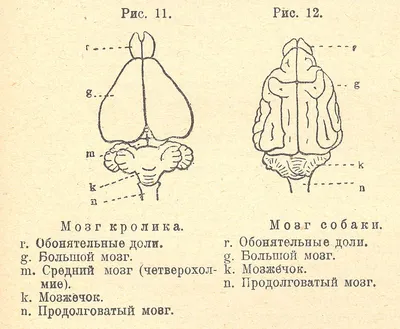 Рисунок мозг рыбы - 69 фото