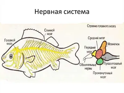 Спинной мозг рыбы восстановили с помощью стволовых клеток