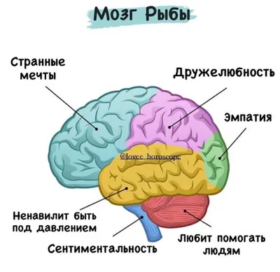 Ученые проследили развитие черепа и мозга у «живого ископаемого» – латимерии