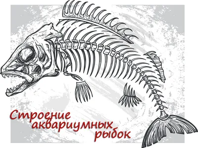 Пин от пользователя Любовь Ганопа на доске папка Анастэйжи | Знак зодиака  рыбы, Знак рыбы, Зодиак