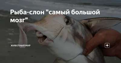 Ученые раскрыли возраст самой старой аквариумной рыбы | РБК Life