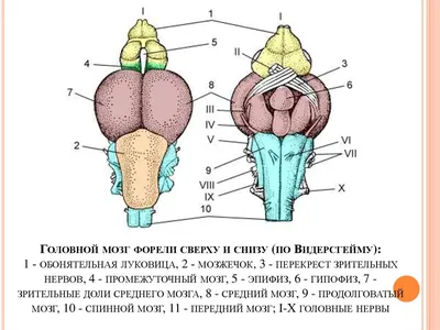 Нихон кэйдзай (Япония): рыба для борьбы с «корона-слабоумием»? Особенности  питания, активизирующие деятельность мозга | 07.10.2022, ИноСМИ