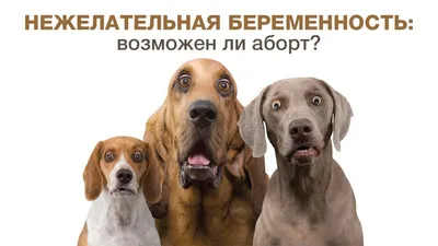 Беременность у собак: основные моменты, планирование и подготовка к родам |  Dog Breeds | Дзен