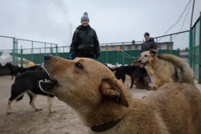 С какого возраста собака может забеременеть? | Royal Canin