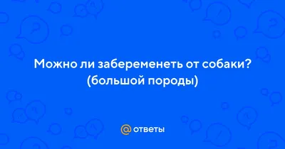 Ложная беременность у собак: как проявляется и что делать