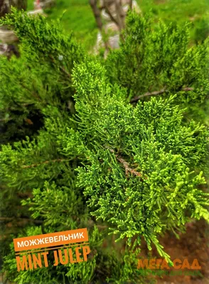 Можжевельник казацкий (Juniperus sabina) — купите саженцы в контейнере в  Краснодаре - Прекраснодар — садовый центр в Краснодаре