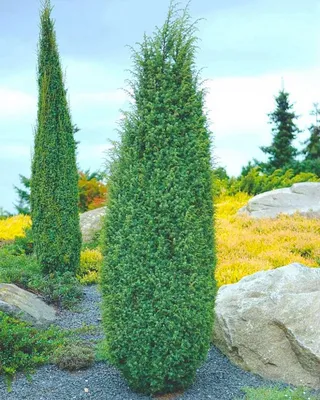 Можжевельник Казацкий (Juniperus sabina): цены, купить в Москве