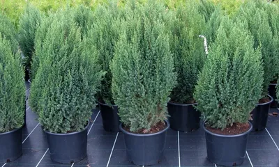 Juniperus communis 'Extra Gold Cone', Можжевельник обыкновенный 'Экстра  Голд Кон'