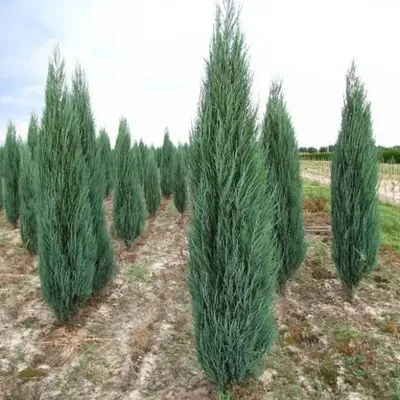 Можжевельник скальный Блу арров (Juniperus scopulorum Blue Arrow), цена в  Перми от компании Питомник Макаровых