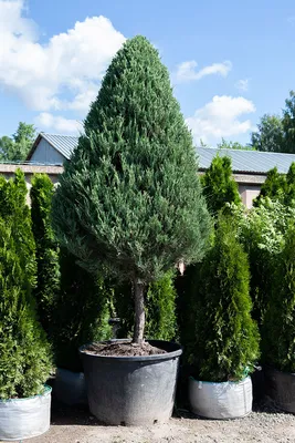 Можжевельник вонючий Juniperus foetidissima | Красная книга России.