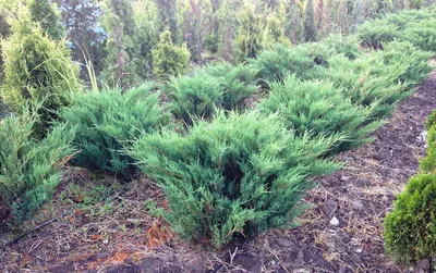 https://zakazvsad.ru/product/mozhzhevelnik-obyknovennyj-miniatyur-juniperus-communis-miniatur/