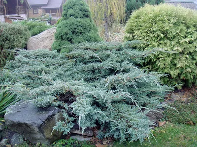 Можжевельник колючий (Juniperus oxycedrus L.) - купить в Киеве и области,  справедливая цена - Green Garth (Грин Гарт)