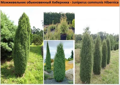 https://zakazvsad.ru/product/mozhzhevelnik-obyknovennyj-arnold-juniperus-communis-arnold/