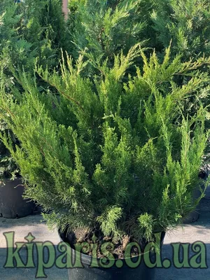 Juniperus horizontalis 'Icee Blue', Можжевельник ползучий 'Айси Блу'