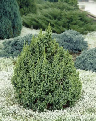 Купить Можжевельник чешуйчатый Блю Карпет Juniperus squamata Blue Carpet -  в питомнике Флорини