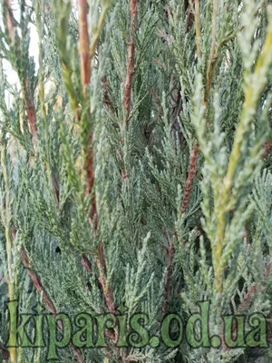 Можжевельник обыкновенный Репанда Juniperus communis Repanda Купить в СПб