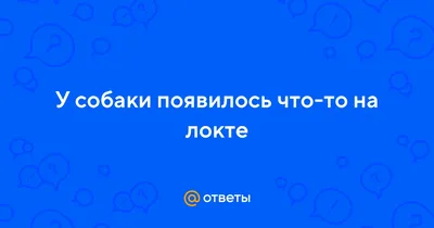 Москва. Яхонтос. Питомник Айвенго. Кобель. 6.07.2012 г.