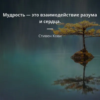 Мудрость — это взаимодействие разума и сердца. - Стивен Кови #мудрость  #сердце | Цитаты, Мудрость, Цитата про путешествия