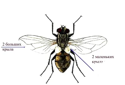 Откуда берутся мухи в квартире зимой
