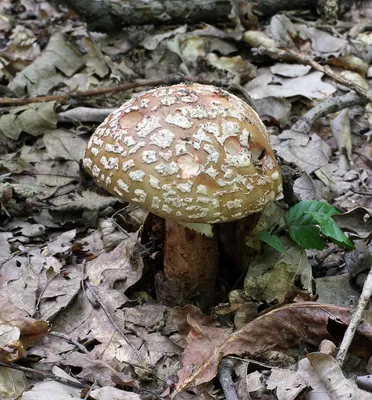 Мухомор красный (Amanita muscaria) – Грибы Сибири