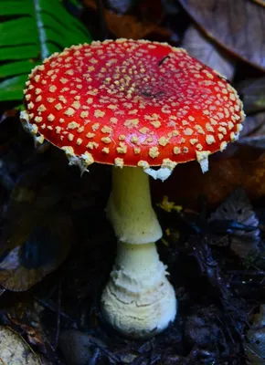 Мухомор красный сушёный (amanita muscaria). купить по доступной цене.