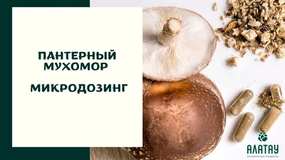 Мухомор из полимерной глины мини грибы кукольная миниатюра для игрушек в  интернет-магазине Ярмарка Мастеров по цене 60 ₽ – SDU7KRU | Мини растения и  цветы, Москва - доставка по России