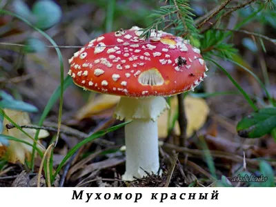 Мухомор пантерный — Википедия