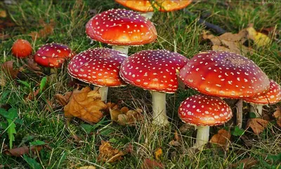 Мухомор зеленый (лат. Amanita phalloides)