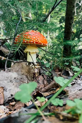 File:Мухомор красный (Amanita muscaria). 01.jpg - Wikimedia Commons