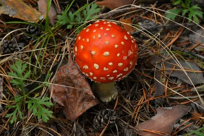 Мухомор красный (Amanita muscaria) - Природа Республики Мордовия