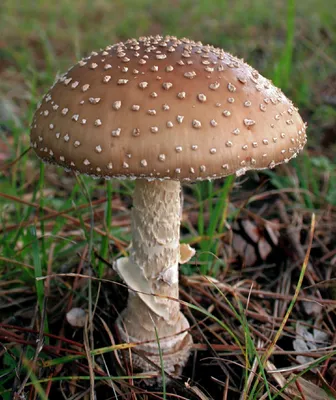 Купить Мухомор сушеный красный (Amanita Muscaria) в интернет магазине  PsiTown, мы доставим Мухомор красный, сухие шляпки (Amanita Muscaria) в  любую точку России и Планеты