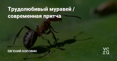 Как избавиться от муравьев в доме навсегда: эффективные средства и народные  способы