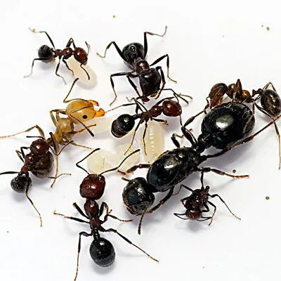 Купить Camponotus japonicus (Японский муравей-древоточец)