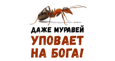 Муравьи Camponotus nicobarensis (рыжий реактивный муравей) матка с  муравьями (2-5) – купить в Москве недорого в интернет-магазине AntPlant