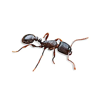 File:Кампонотус (муравей-древоточец) - Camponotus - Carpenter ant -  Rossameisen (29288067785).jpg - Wikimedia Commons