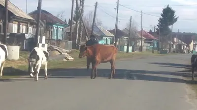 Муромцевского отморозка» будут судить сразу по 4-м статьям | Происшествия |  Омск-информ