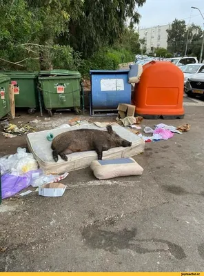 Опять пылала мусорка в пос.Калиновка | 10.06.2023 | Новости Гая - БезФормата