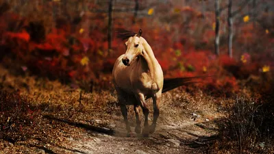 Мустанг лошадь: фото с высоким разрешением для печати