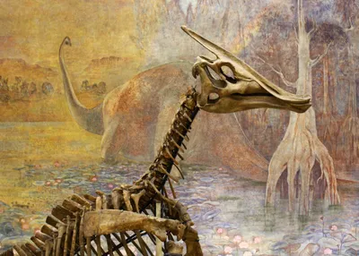 National Museum of Natural History, Париж: лучшие советы перед посещением -  Tripadvisor