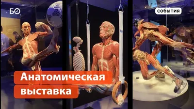 Смерть им к лицу? В Москве открылась скандальная «выставка трупов»