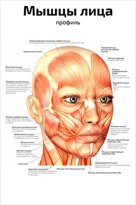 Мышцы лица картинки фотографии
