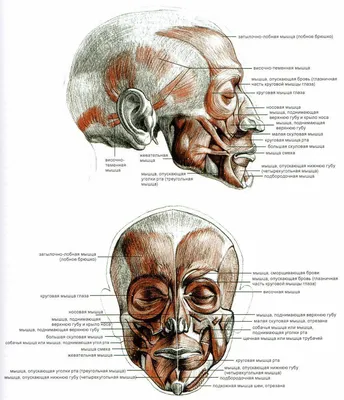 МЫШЦЫ ЛИЦА ⠀ ⠀ ✓ Мышца опускающая бровь (фото 2). Функция: опускает бровь  книзу и несколько кнутри. Участвует в «зажмуривании» глаз. Если… | Instagram