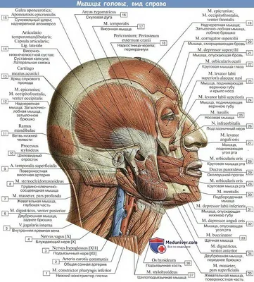 анатомия человека мышцы лица для художников - Поиск в Google |  Анатомическое искусство, Рисунок, Анатомия