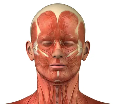 cosmetolog_innel_msk - Мышцы лица. Что нужно знать пациенту? ⠀ По самым  скромным подсчетам в области головы находится более 100 мышц. ⠀ Мышцы лица  делятся на две группы: мимические и жевательные. Мимических мышц