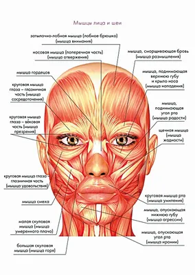 Как стареют мышцы лица?
