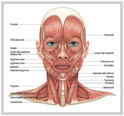 Энциклопедия - Мышцы головы